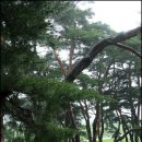 경주괘릉