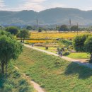 금호강하중도 이미지