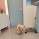 댕댕역 이미지