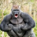 고릴라 이미지