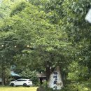 자연애마트 | 전주 근교 완주 계곡 ’자연애산장‘ - 물놀이 가능한 애견동반 계곡 맛집 후기