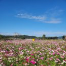 장성황룡강노란꽃잔치 축제장2 | 🍁 가을 낭만 가득! 장성 황룡강 가을꽃축제에서 인생샷 남기세요! 📸