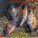 말봉바다낚시터 이미지