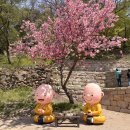 문수사 입구 | 서산 문수사 겹벚꽃 주말 방문 실시간 후기와 주차 꿀팁