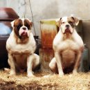 아델리오 이미지