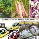 신토불이 호랑이강낭콩 50% 맛보기 이벤트 이미지