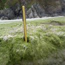 Agriculture : après la loi Duplomb, la Bretagne redoute la marée verte 이미지