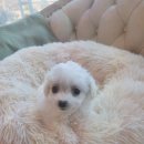 도그마루 강아지고양이 대전점 이미지