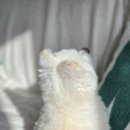 동물자유연대 부속 동물병원 이미지