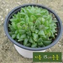 솔다육