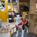 고양이네 생선가게 이미지