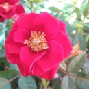 장미찻집 이미지