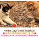 구내염 고양이 치료비 마련을 위한 엽서 판매 수익금 중간 정산 보고. 이미지