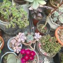 죽청농장 이미지