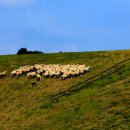 행진목장 이미지