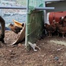 칠량농장 이미지