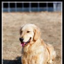 똥깡아지네 이미지