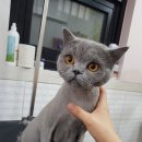 신운미애견미용실 이미지