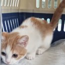 마포고양이도레미캣 이미지