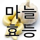 마늘의효능 이미지