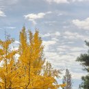 위드미 성서신당점 | 대구 단풍명소 총정리 대구 은행나무 단풍구경하기 좋은곳 현재상황 25년 11월 16일 기준