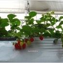돌담카페 - 공주시 상신수길 20-13 | 돌담카페
