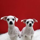 깐돌이네 애견샵 이미지