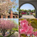 나무그늘식당 | [안국역 가불만한곳] 정독도서관 겹벚꽃, 꽃사과나무 실시간(2026.4.18), 구내식당 소담정, 노벨문학라운지