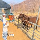 창밀로 | 밀양9 대형카페 아이랑 가볼만한곳 주차부터 동물먹이체험