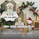 포에버퍼피 | 🎂위례강아지케이크, 특별한 날의 필수템! 포에버퍼피 후기🎂