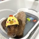 끌레르독 이미지