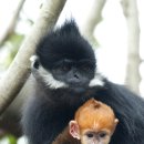 동물의 왕국 이미지