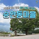 승안동마을 Daum카페