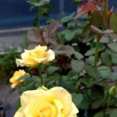 장미농장 이미지