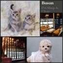 진주강아지분양 고양이분양 미유펫 이미지