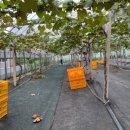 정의선농장 이미지