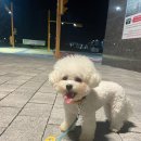[강아지장난감] 마이티피플 강아지 공놀이 루프 공 장난감 후기