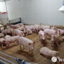 대주 농장 이미지