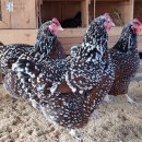 석원농장 이미지