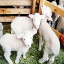 발산목장 이미지