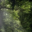 숲속풍경 이미지