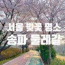 개나리공원 경로당앞 | 서울 벚꽃 명소 추천 ㅣ 송파둘레길 성내천길 실시간 개화상태 만개 후기