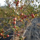 운천농장 이미지