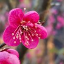 매화다리길 이미지