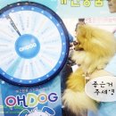 복돌이애견 이미지