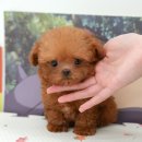 미유펫 강아지분양 고양이분양 부천점 이미지