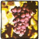 삐노(PINO) 이미지