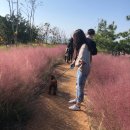 댕댕아띠 이미지