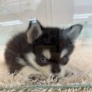 테일러퍼피 이미지