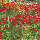 금강수변공원 숲바람장미원 이미지